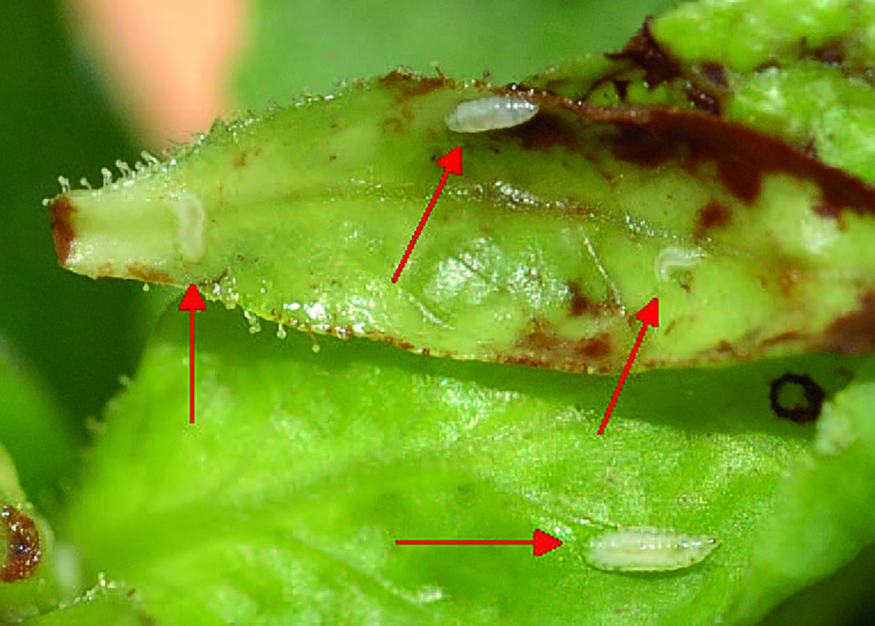 En la fotografía, las flechas rojas señalan unas larvas de la mosquita de la agalla del arándano en un brote infestado que ha sido abierto.